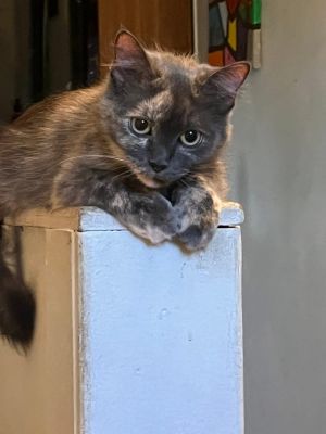 Sally, Young Female unknown