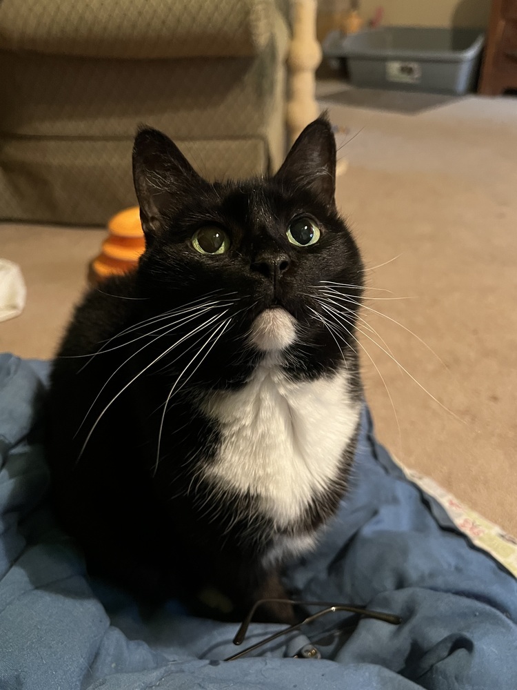 Abby - Senior- Foster or Adopt