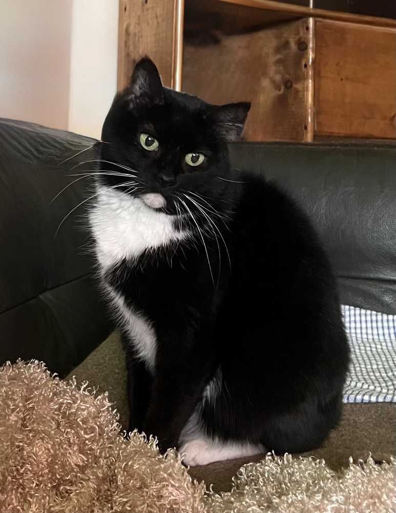 Abby - Senior- Foster or Adopt