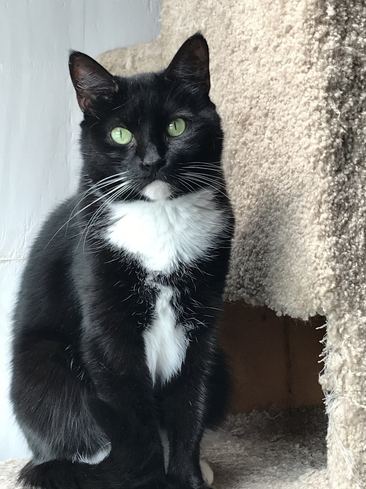 Abby - Senior- Foster or Adopt