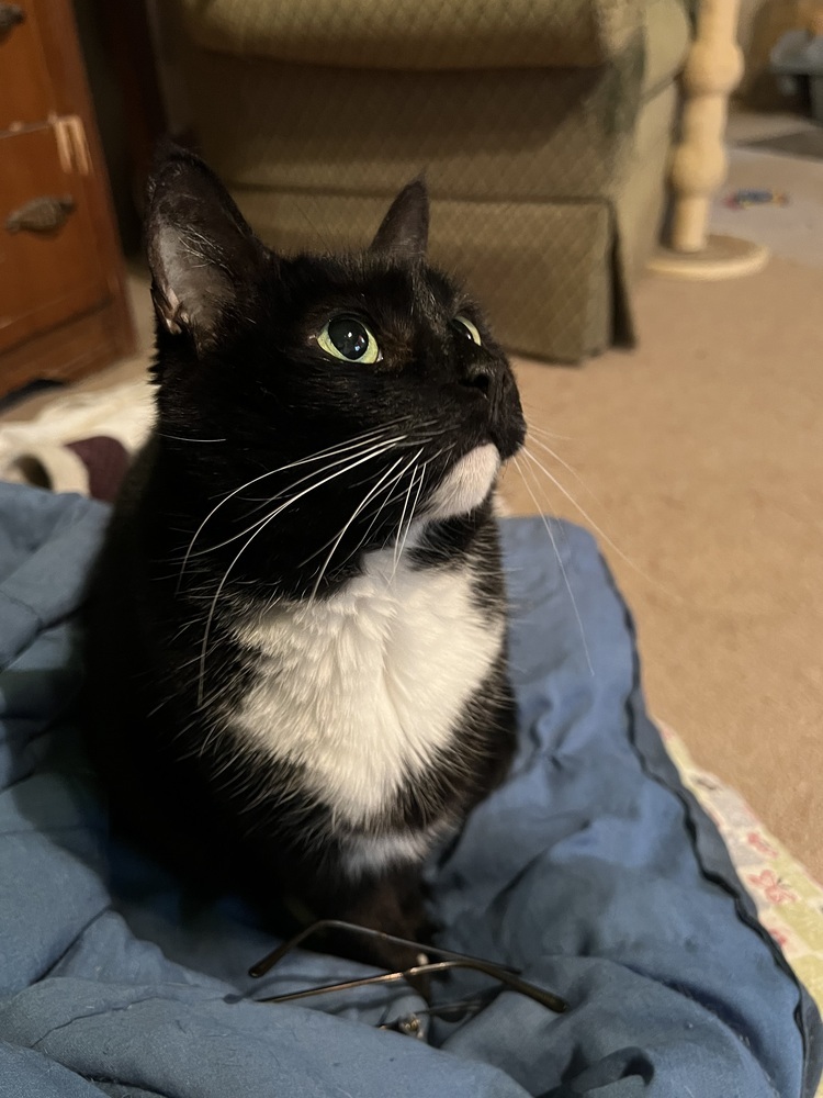 Abby - Senior- Foster or Adopt