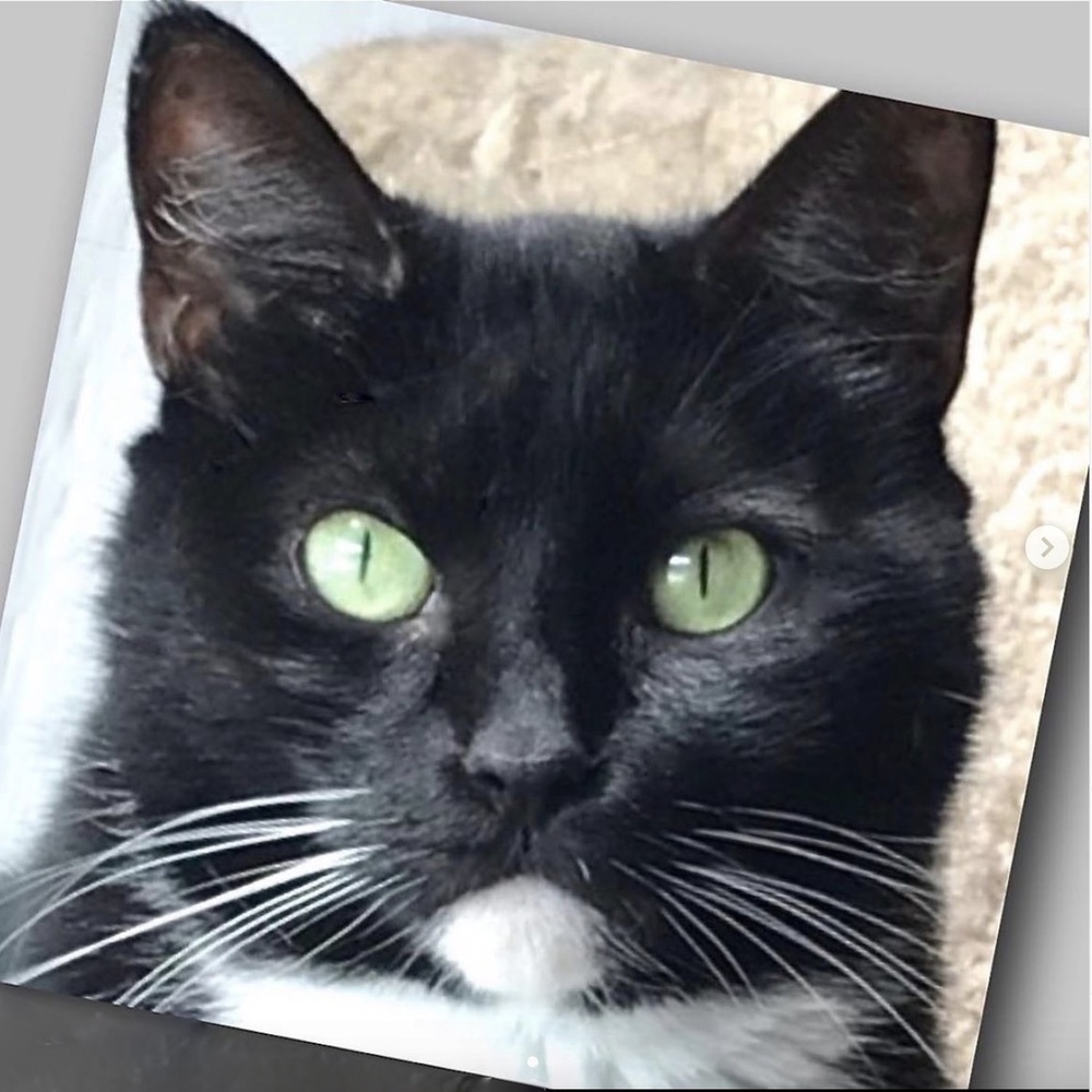 Abby - Senior- Foster or Adopt