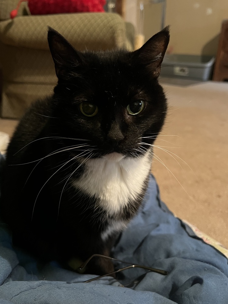 Abby - Senior- Foster or Adopt