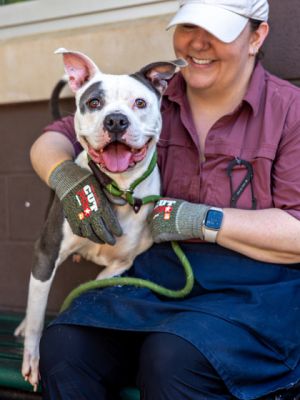 Say hello to Shaylan a confident and happy 3 year old Shes a gray  white cutie 56 lbs and