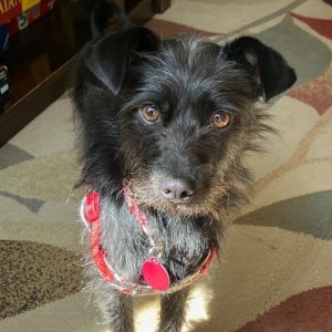 Meet Twiggy This pint-sized bundle of joy is a darling black Cairn Terrier mix with a heart full of