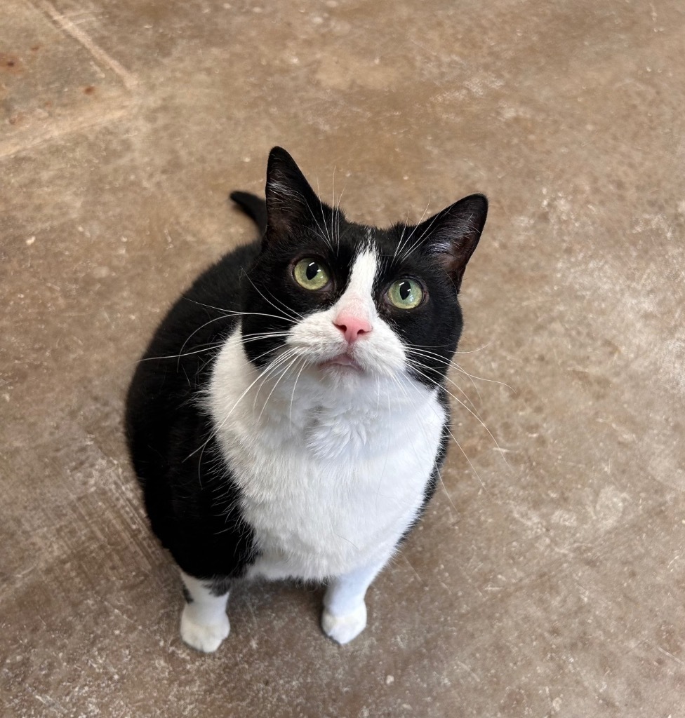 Marge, an adoptable Domestic Short Hair in Minot, ND, 58702 | Photo Image 1