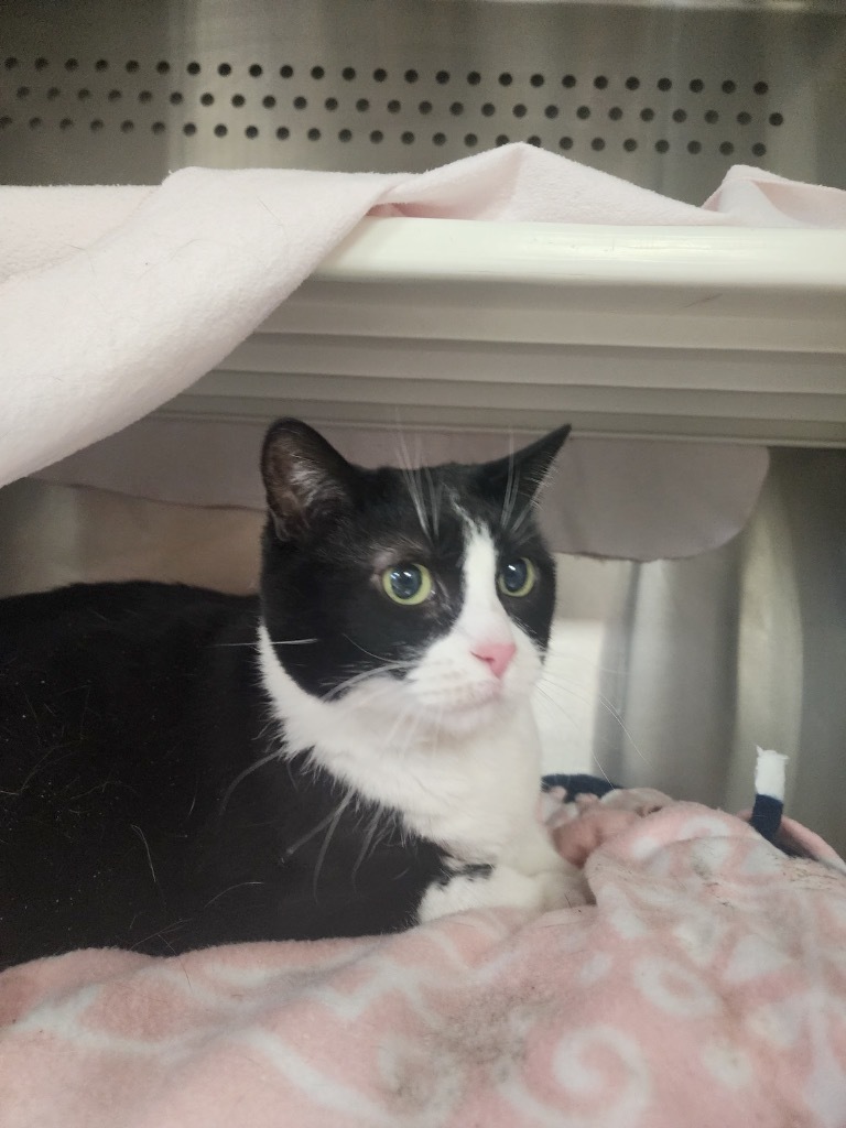 Marge, an adoptable Domestic Short Hair in Minot, ND, 58702 | Photo Image 2