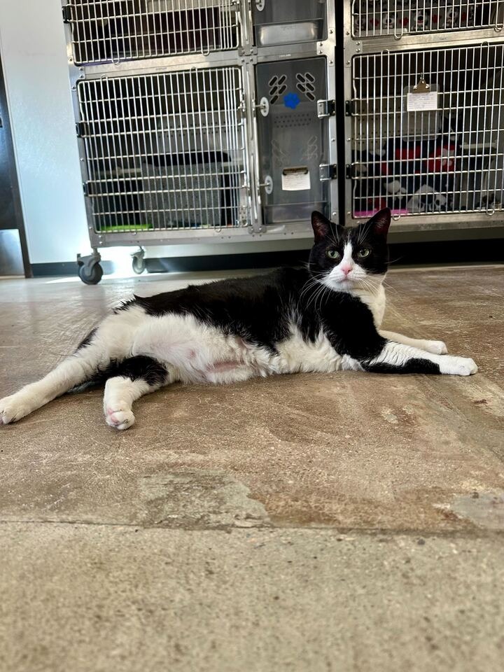 Marge, an adoptable Domestic Short Hair in Minot, ND, 58702 | Photo Image 3