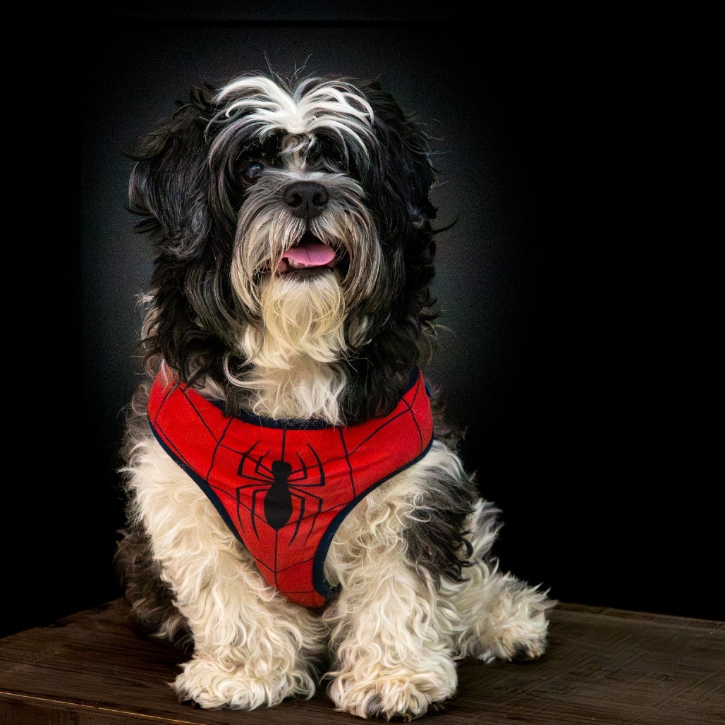 Max, an adoptable Shih Tzu, Cockapoo in Warwick, RI, 02886 | Photo Image 1