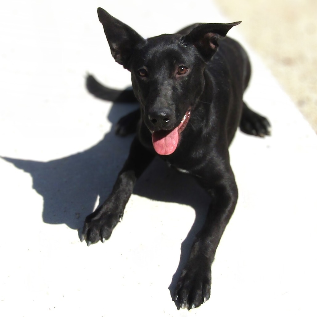 Key Lime Pie, an adoptable Mixed Breed in Las Cruces, NM, 88012 | Photo Image 1