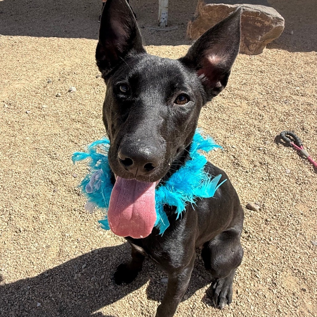 Key Lime Pie, an adoptable Mixed Breed in Las Cruces, NM, 88012 | Photo Image 1