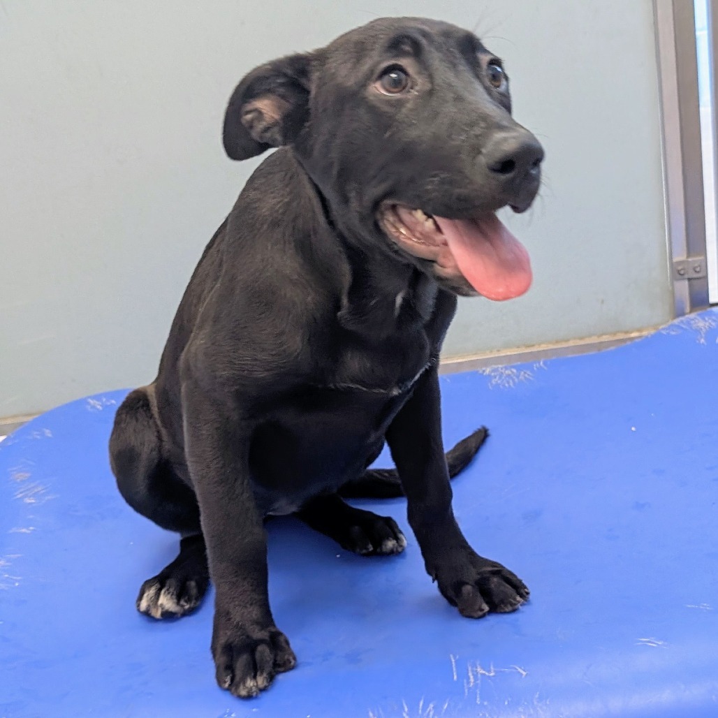 Key Lime Pie, an adoptable Mixed Breed in Las Cruces, NM, 88012 | Photo Image 2