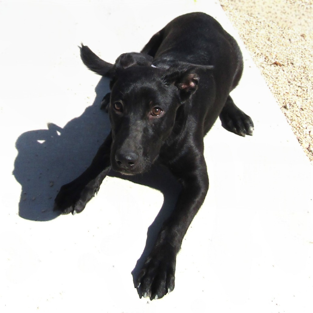 Key Lime Pie, an adoptable Mixed Breed in Las Cruces, NM, 88012 | Photo Image 2