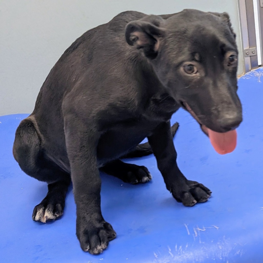 Key Lime Pie, an adoptable Mixed Breed in Las Cruces, NM, 88012 | Photo Image 3