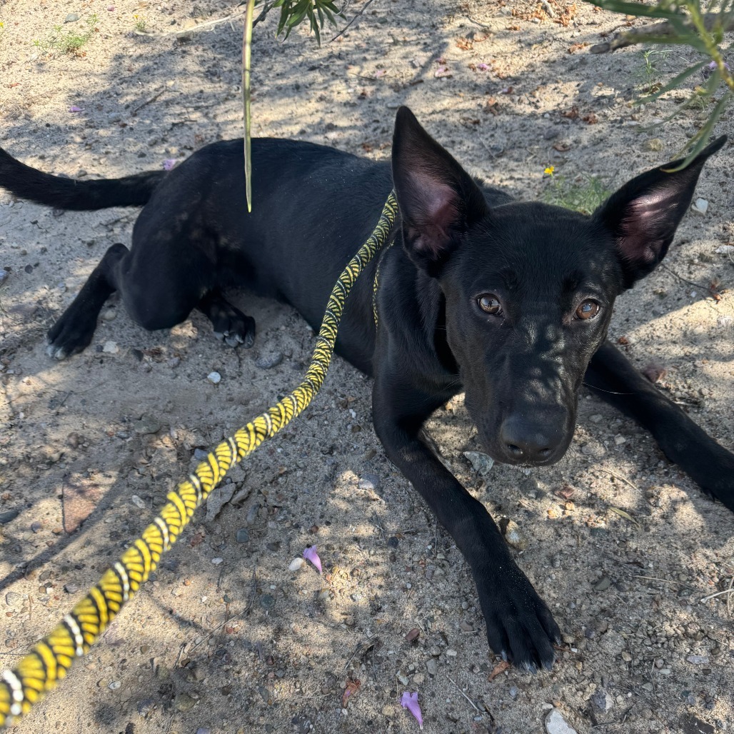 Key Lime Pie, an adoptable Mixed Breed in Las Cruces, NM, 88012 | Photo Image 3