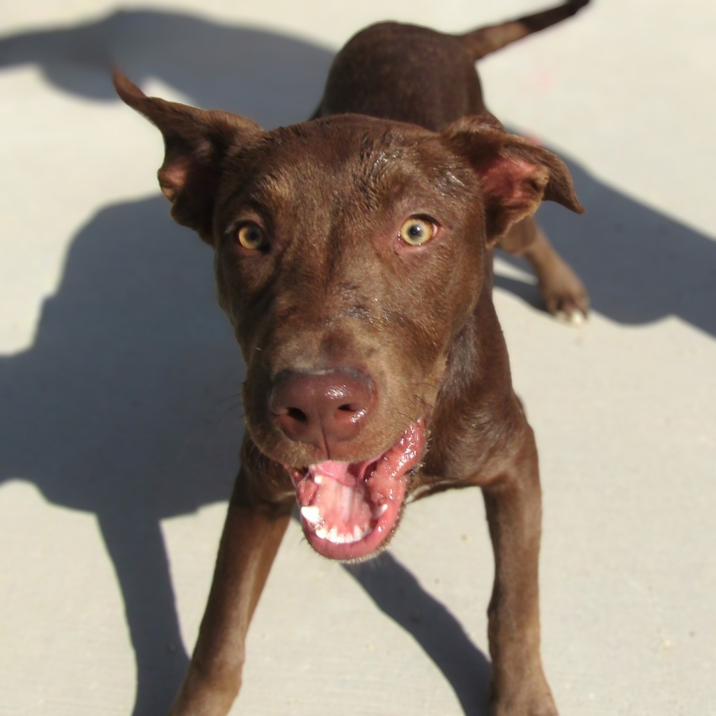 Lemon Meringue, an adoptable Mixed Breed in Las Cruces, NM, 88012 | Photo Image 1