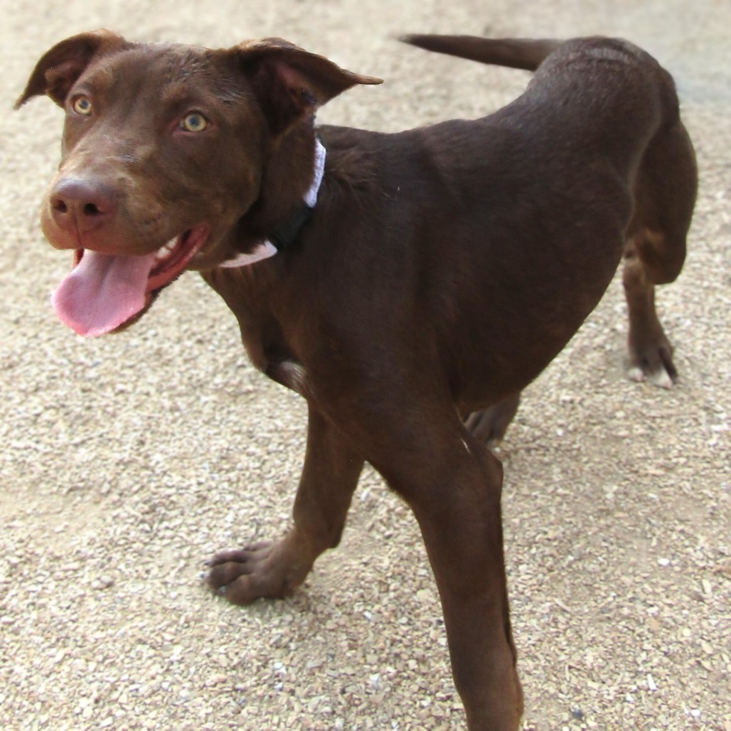 Lemon Meringue, an adoptable Mixed Breed in Las Cruces, NM, 88012 | Photo Image 1