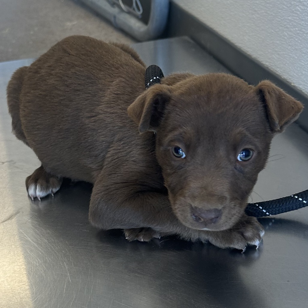 Lemon Meringue, an adoptable Mixed Breed in Las Cruces, NM, 88012 | Photo Image 2