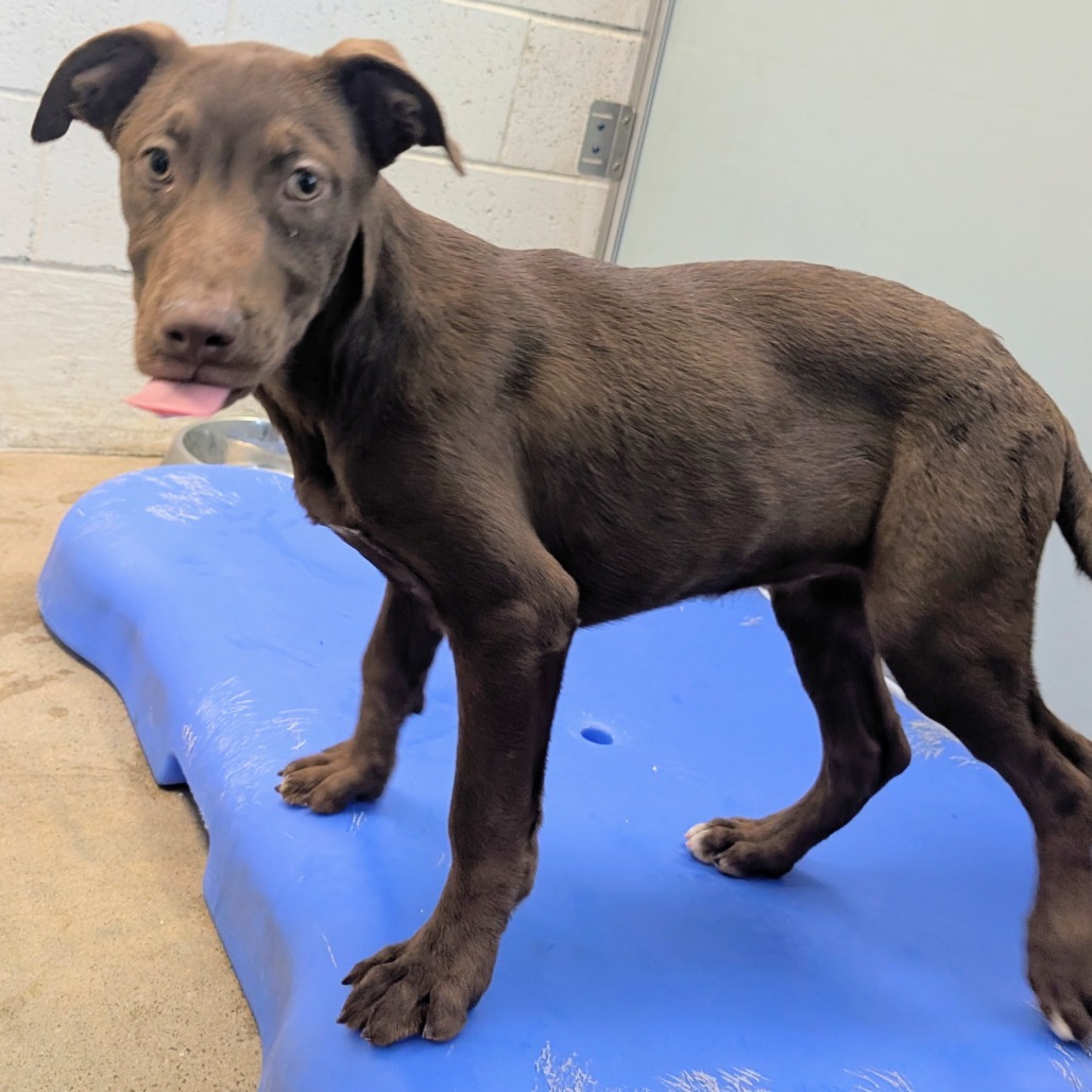 Lemon Meringue, an adoptable Mixed Breed in Las Cruces, NM, 88012 | Photo Image 3