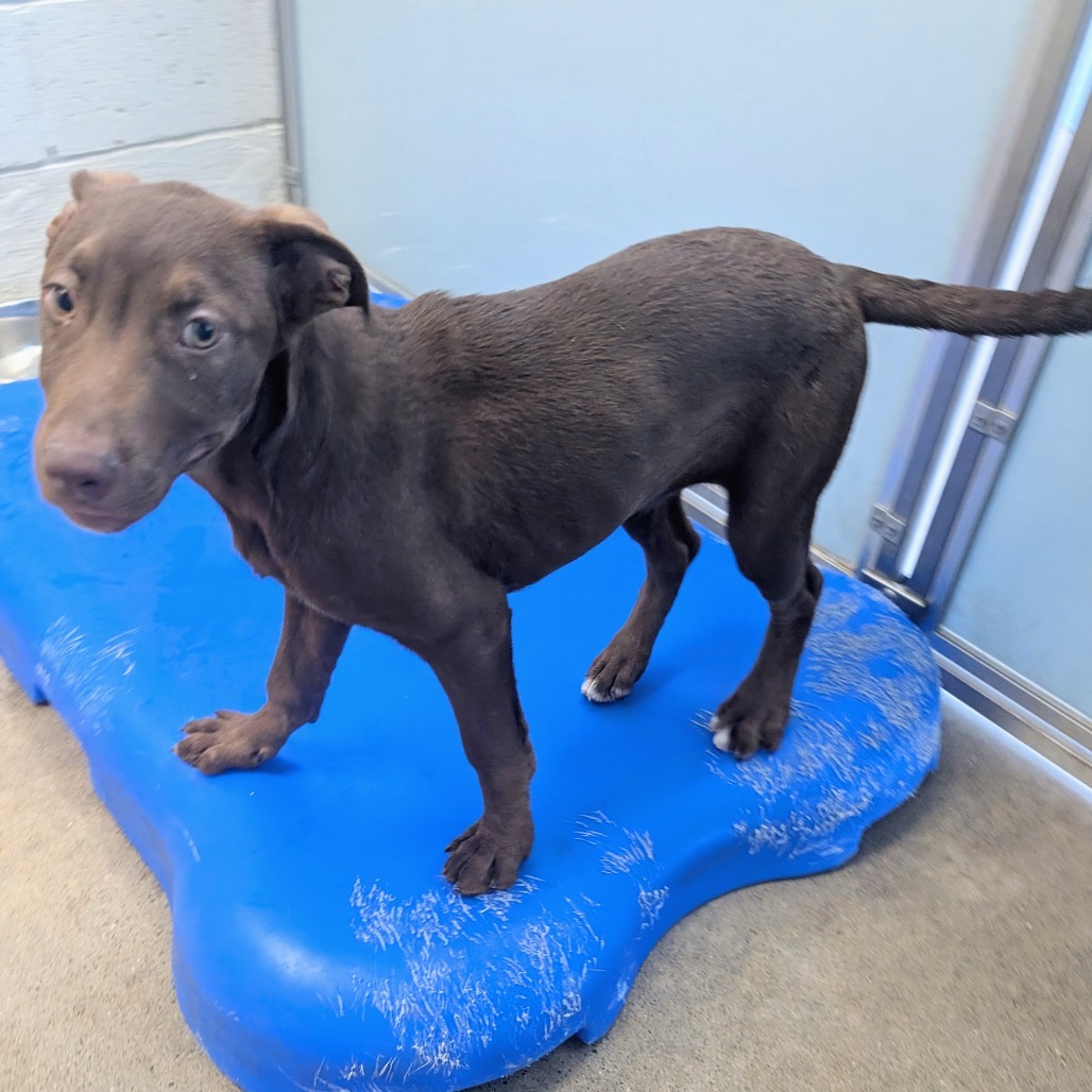 Lemon Meringue, an adoptable Mixed Breed in Las Cruces, NM, 88012 | Photo Image 4