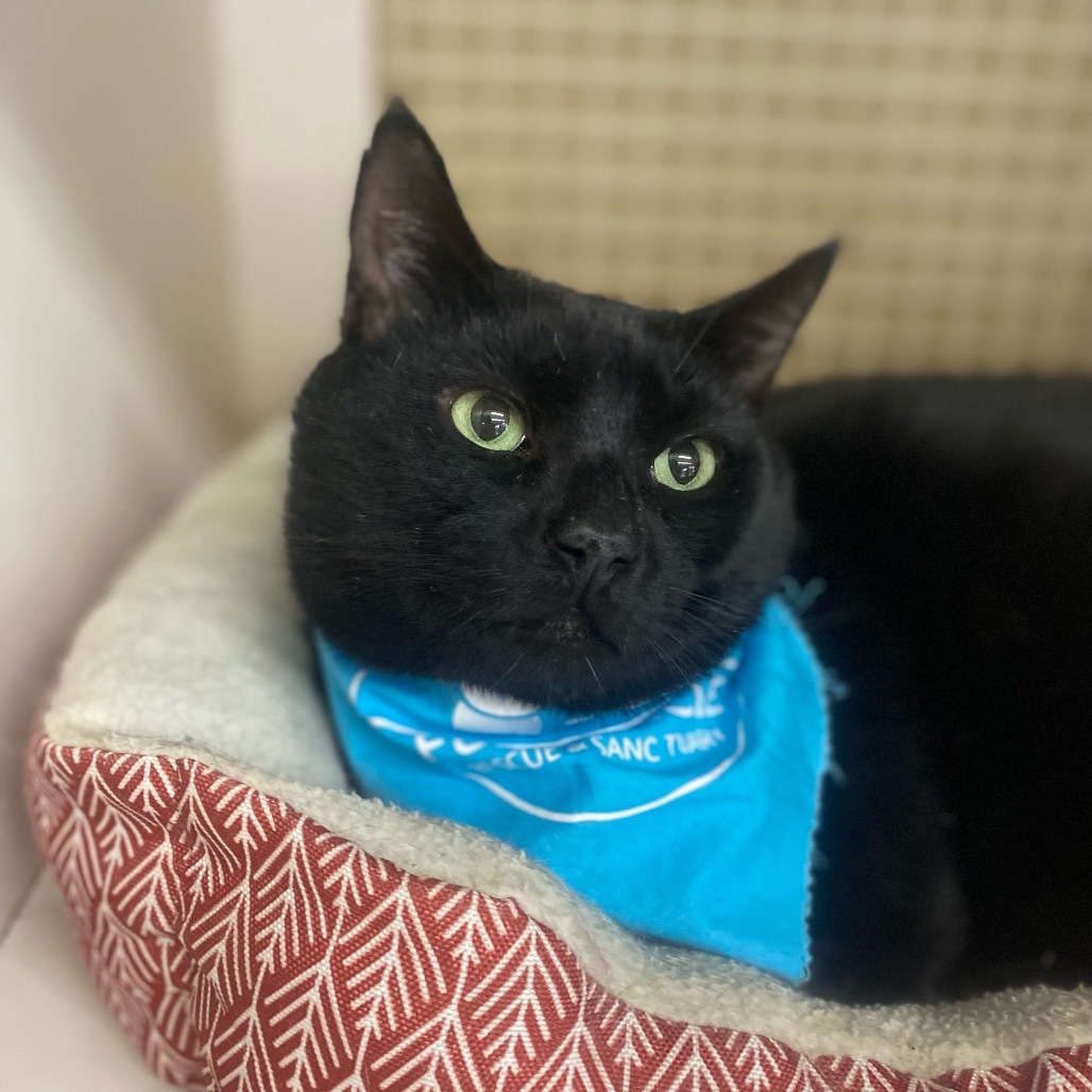 Shadow, an adoptable Domestic Short Hair in Bessemer, AL, 35022 | Photo Image 1