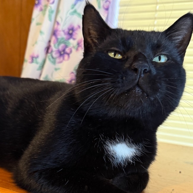 Shadow, an adoptable Domestic Short Hair in Bessemer, AL, 35022 | Photo Image 2