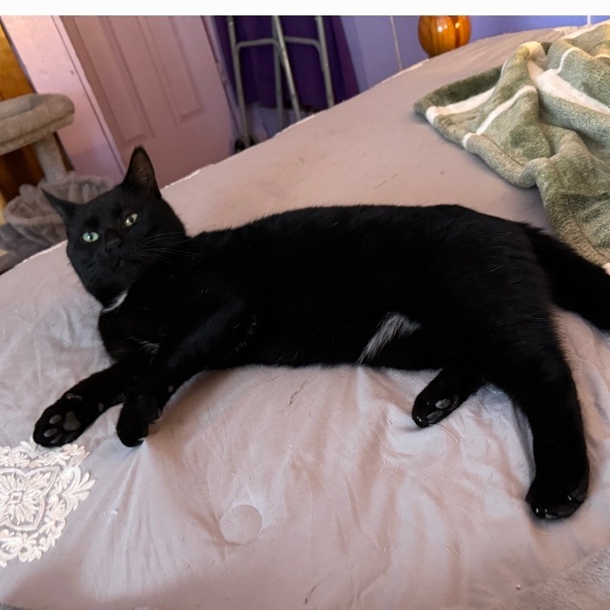 Shadow, an adoptable Domestic Short Hair in Bessemer, AL, 35022 | Photo Image 3