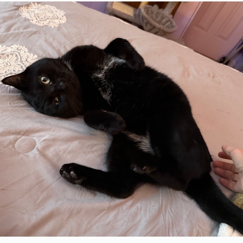 Shadow, an adoptable Domestic Short Hair in Bessemer, AL, 35022 | Photo Image 4