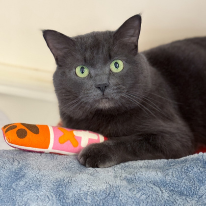 Shadow, an adoptable Domestic Short Hair in Gwinn, MI, 49841 | Photo Image 1