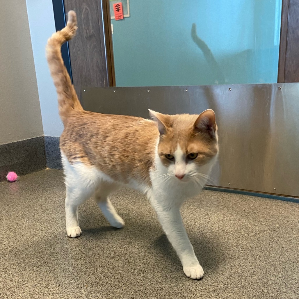 Food Lion, an adoptable Domestic Short Hair in Fort Collins, CO, 80524 | Photo Image 1