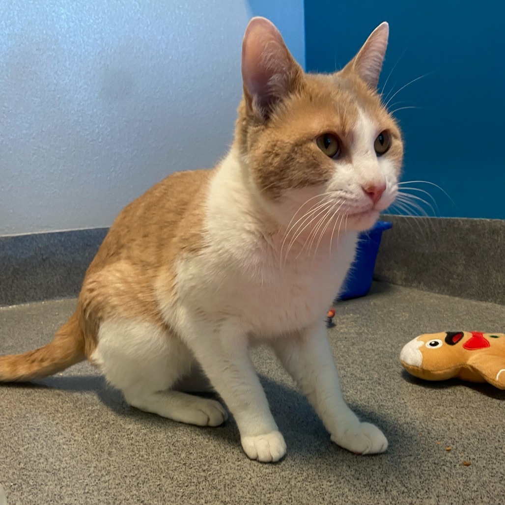 Food Lion, an adoptable Domestic Short Hair in Fort Collins, CO, 80524 | Photo Image 2