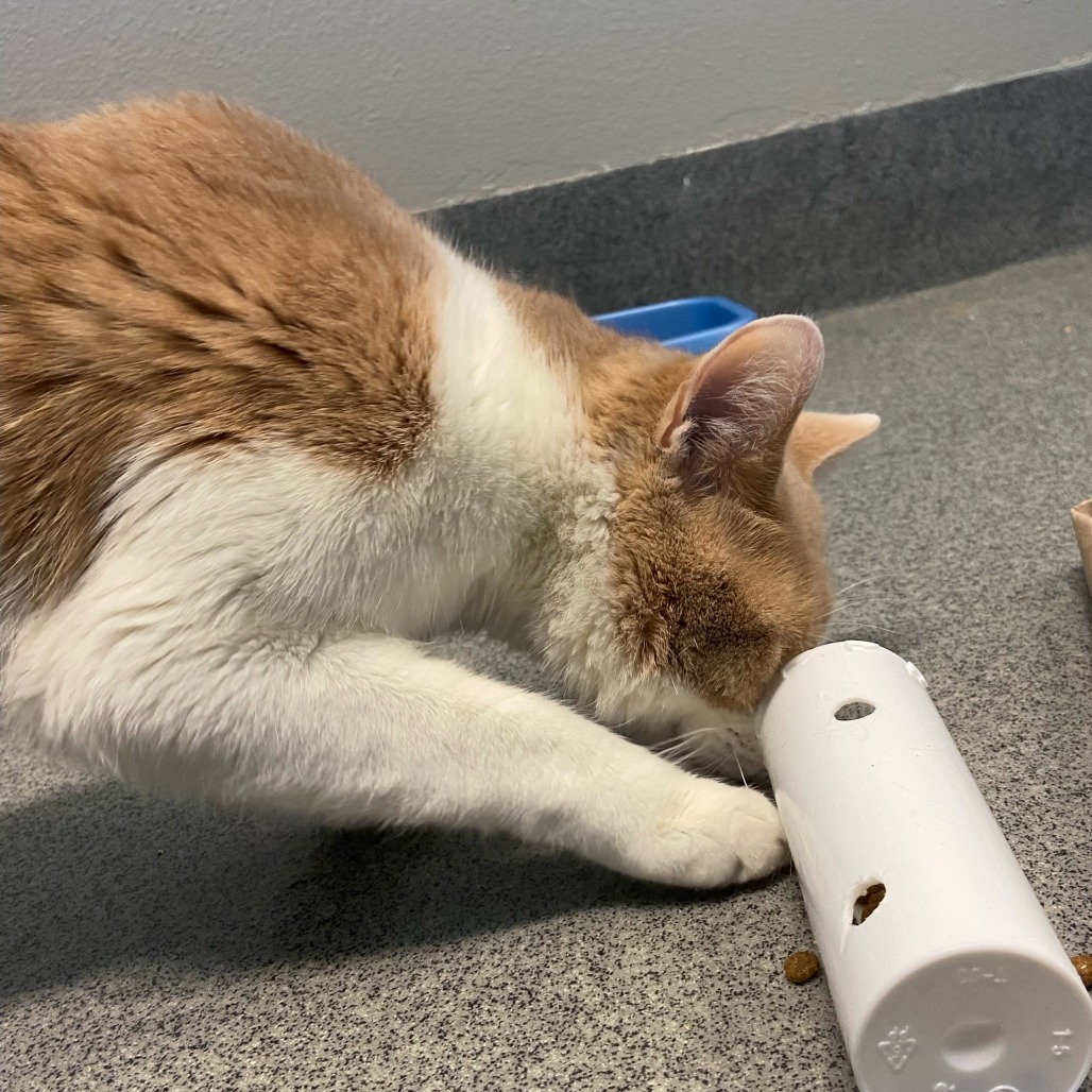 Food Lion, an adoptable Domestic Short Hair in Fort Collins, CO, 80524 | Photo Image 3