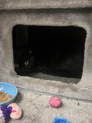 Belle (Barn Cat), an adoptable Domestic Short Hair in Rhinelander, WI, 54501 | Photo Image 1