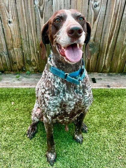 Piper