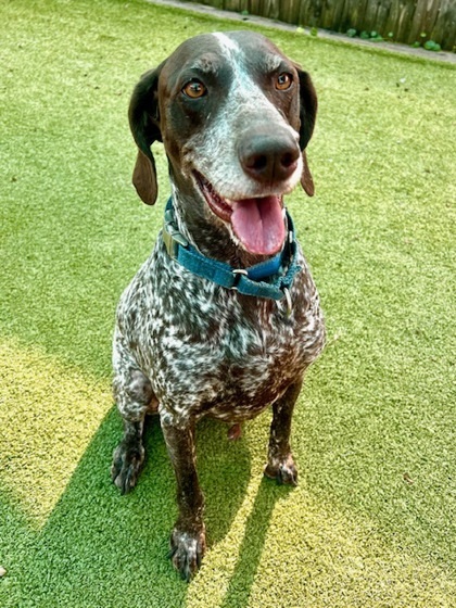 Piper