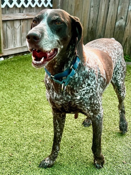 Piper