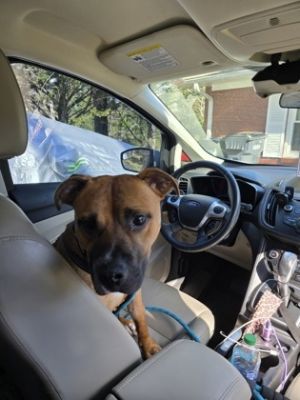 Meet Cornelius - The Big Headed Love Bug Cornelius is a 50 pound bundle of love with a soft brown