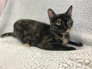 Mama Alice, Young Female Domestic Short Hair
