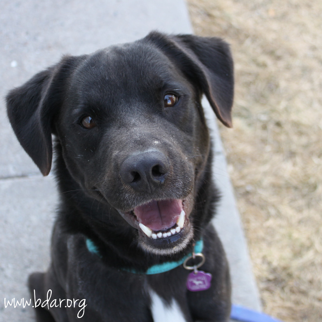 Tatum, an adoptable Labrador Retriever in Cheyenne, WY, 82009 | Photo Image 1
