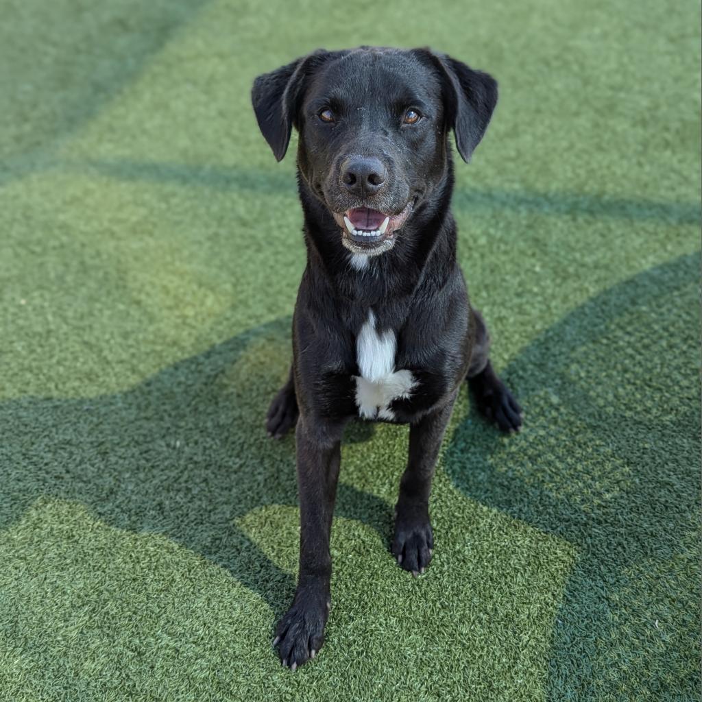 Tatum, an adoptable Labrador Retriever in Cheyenne, WY, 82009 | Photo Image 2
