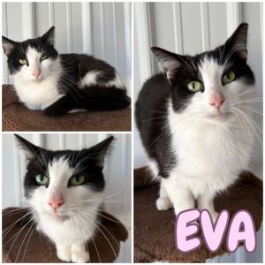 Eva, Young Female Domestic Medium Hair