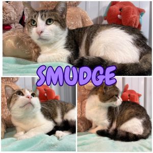 Smudge, Adult Female Domestic Short Hair