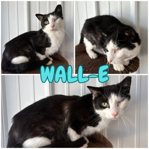 Wall-E, Young Male unknown