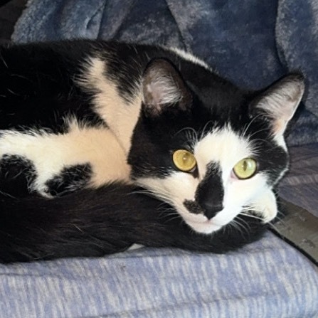 Oreo