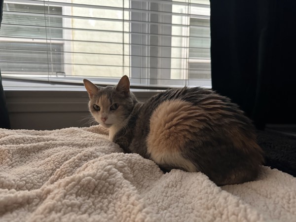Smooshie