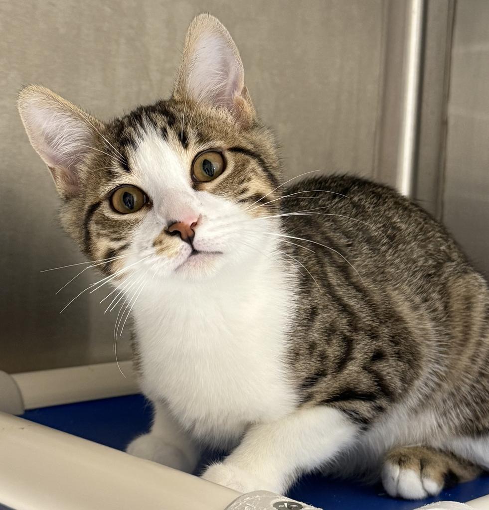 Finnegan (Finn), an adoptable Domestic Short Hair in Ontario, OR, 97914 | Photo Image 1