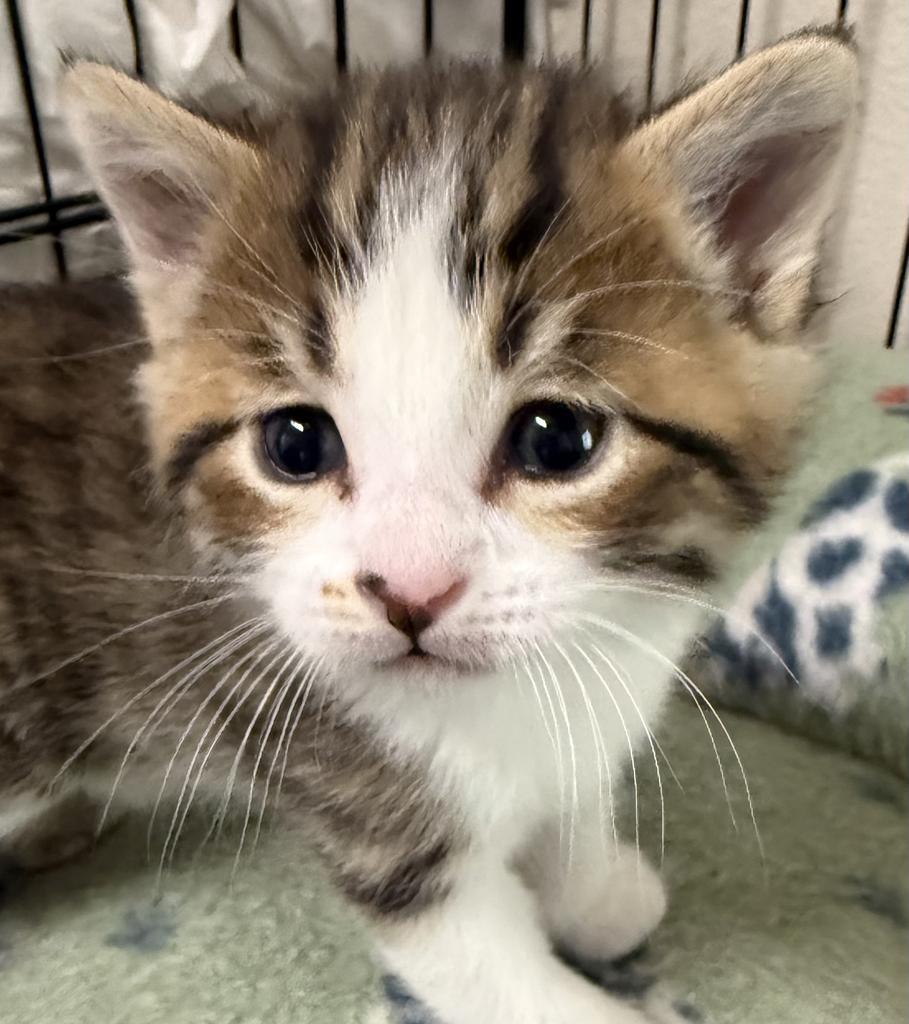 Finnegan (Finn), an adoptable Domestic Short Hair in Ontario, OR, 97914 | Photo Image 2