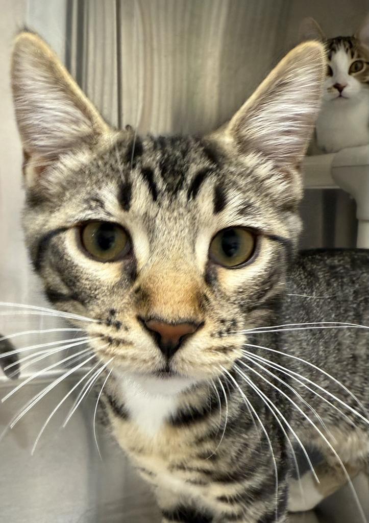 Biscuit, an adoptable Domestic Short Hair in Ontario, OR, 97914 | Photo Image 1