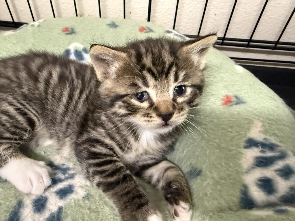 Biscuit, an adoptable Domestic Short Hair in Ontario, OR, 97914 | Photo Image 2