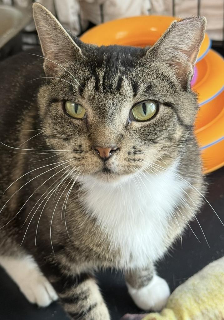 Nova, an adoptable Domestic Short Hair in Ontario, OR, 97914 | Photo Image 1